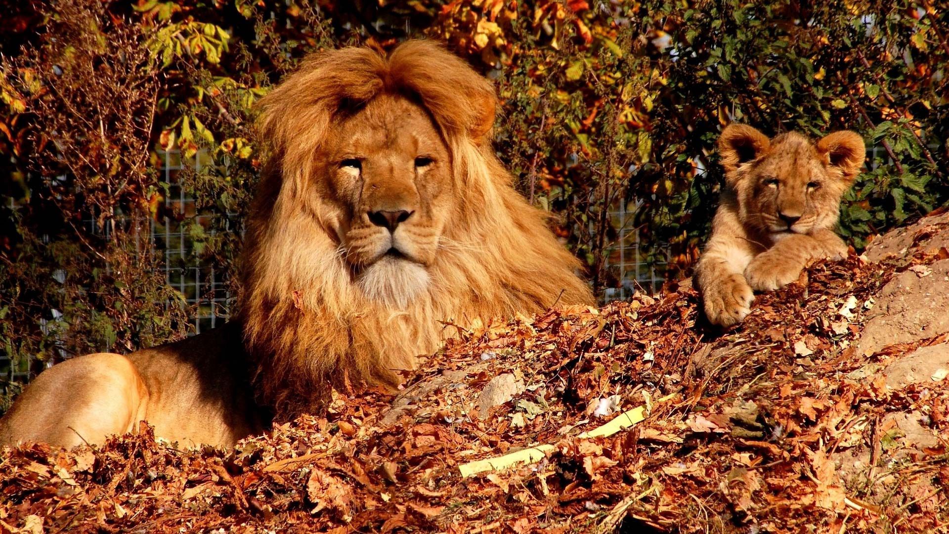 trees, autumn, son, lion, lion cub, zoo