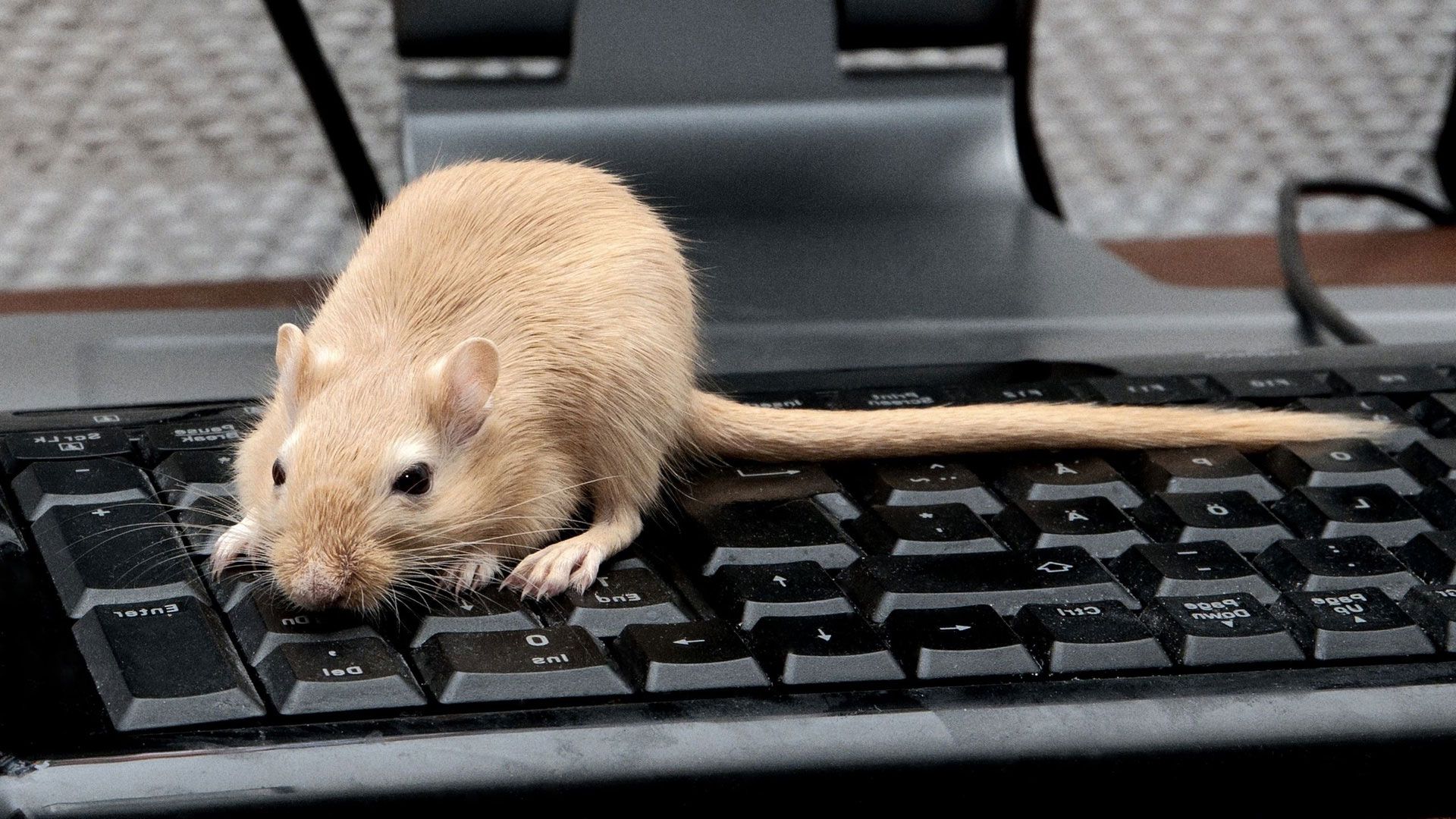 keyboard, tail, gerbil