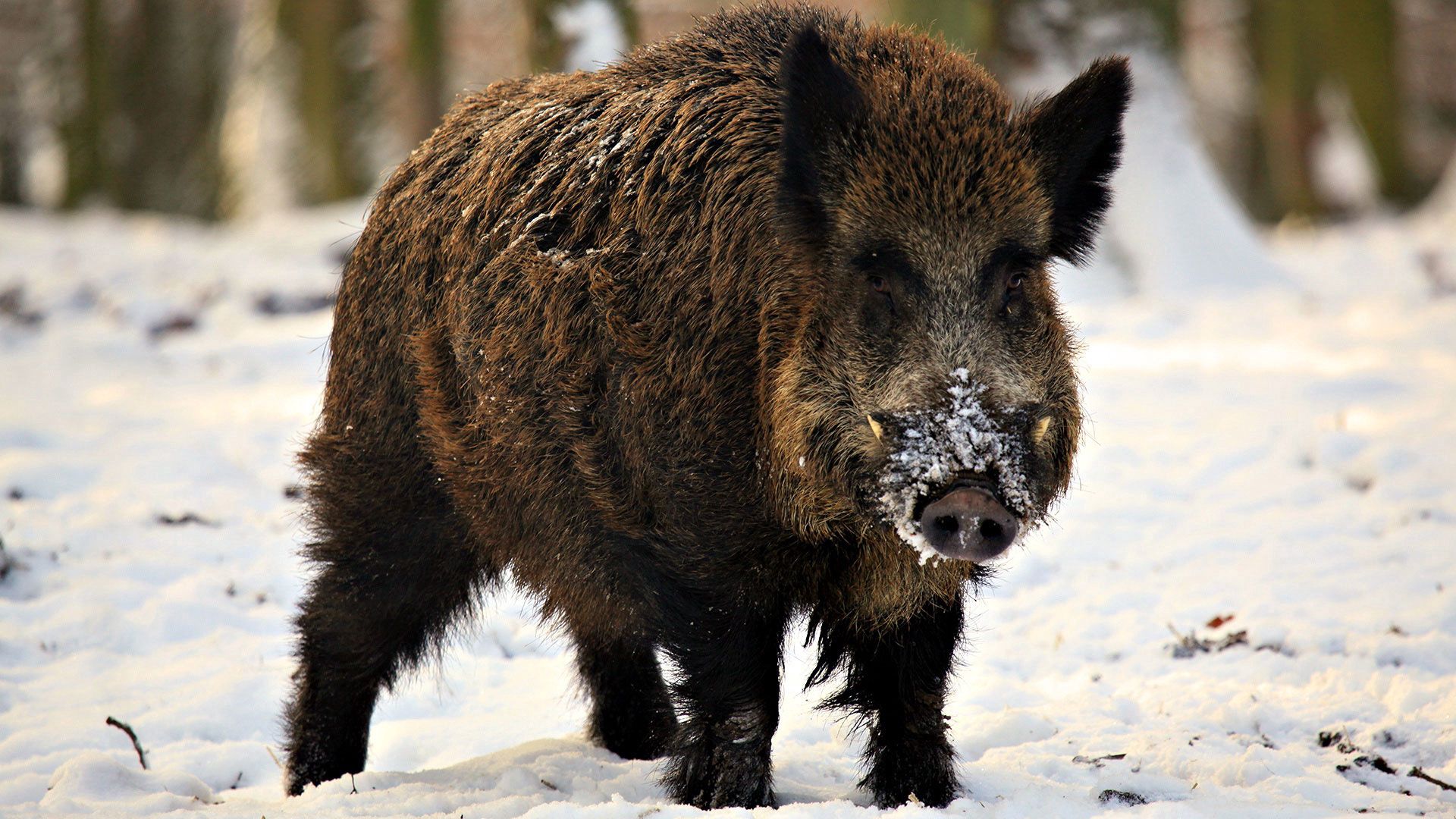 fangs, piglet, snow, winter, wild boar