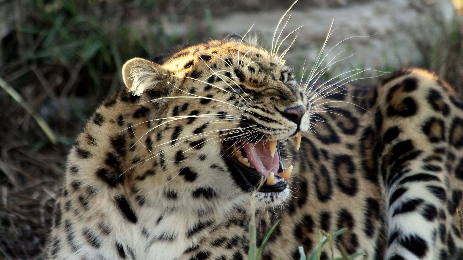 fangs, whiskers, ounce, grin, snow leopard