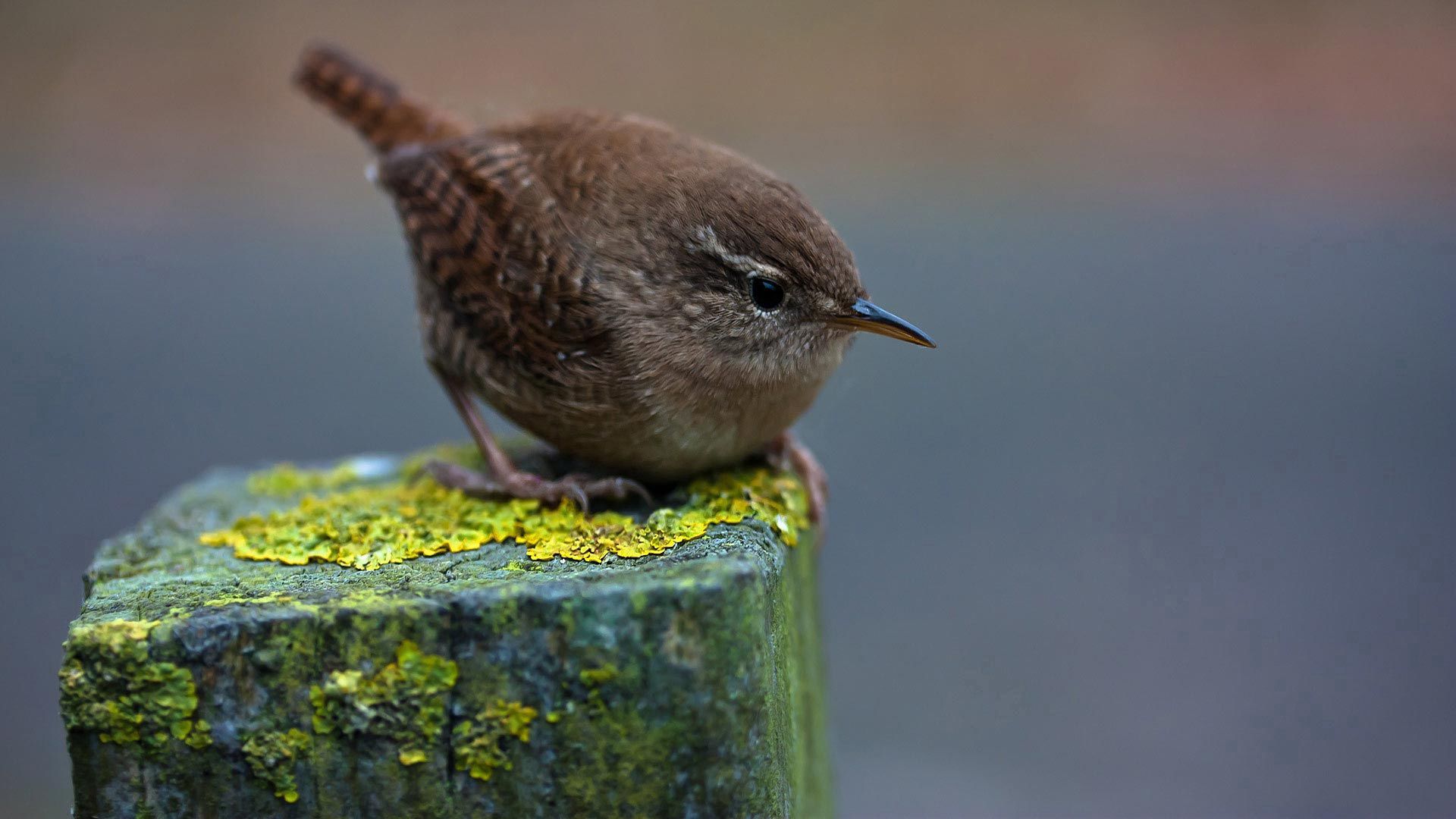 beak, moss, bar, bird