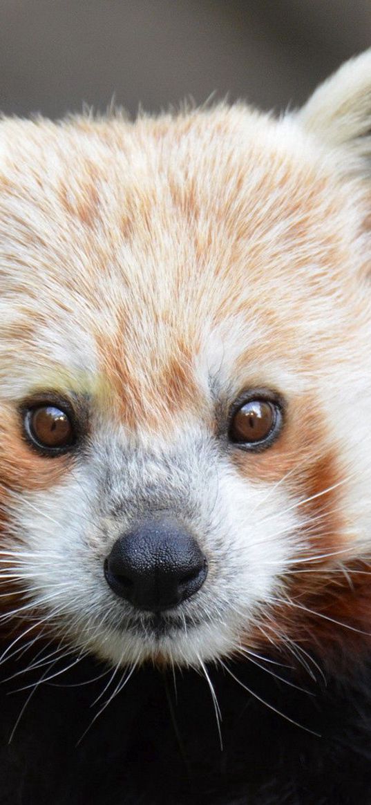 red panda, look, nose