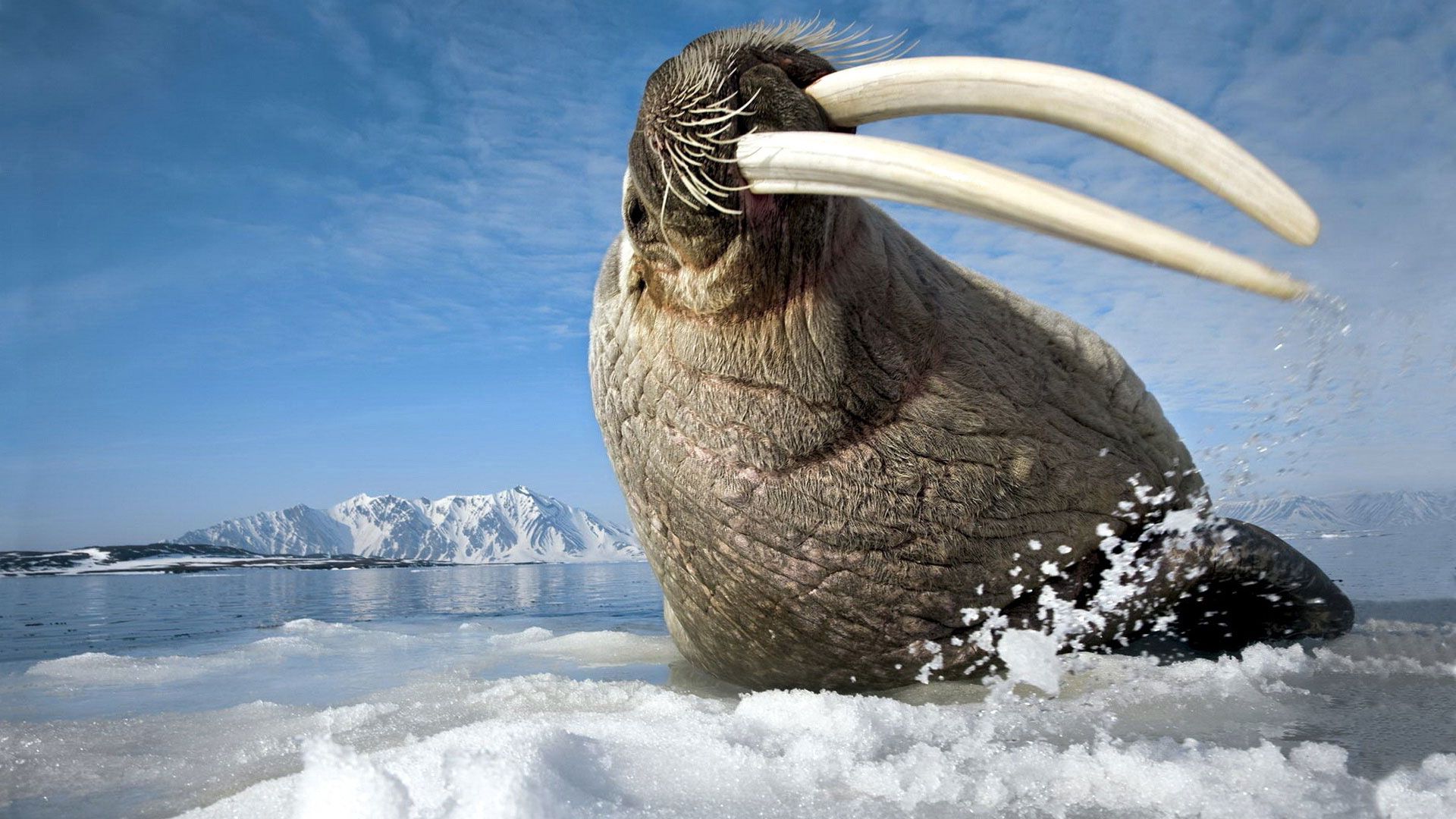 ice, tusks, walrus, mountain, spray