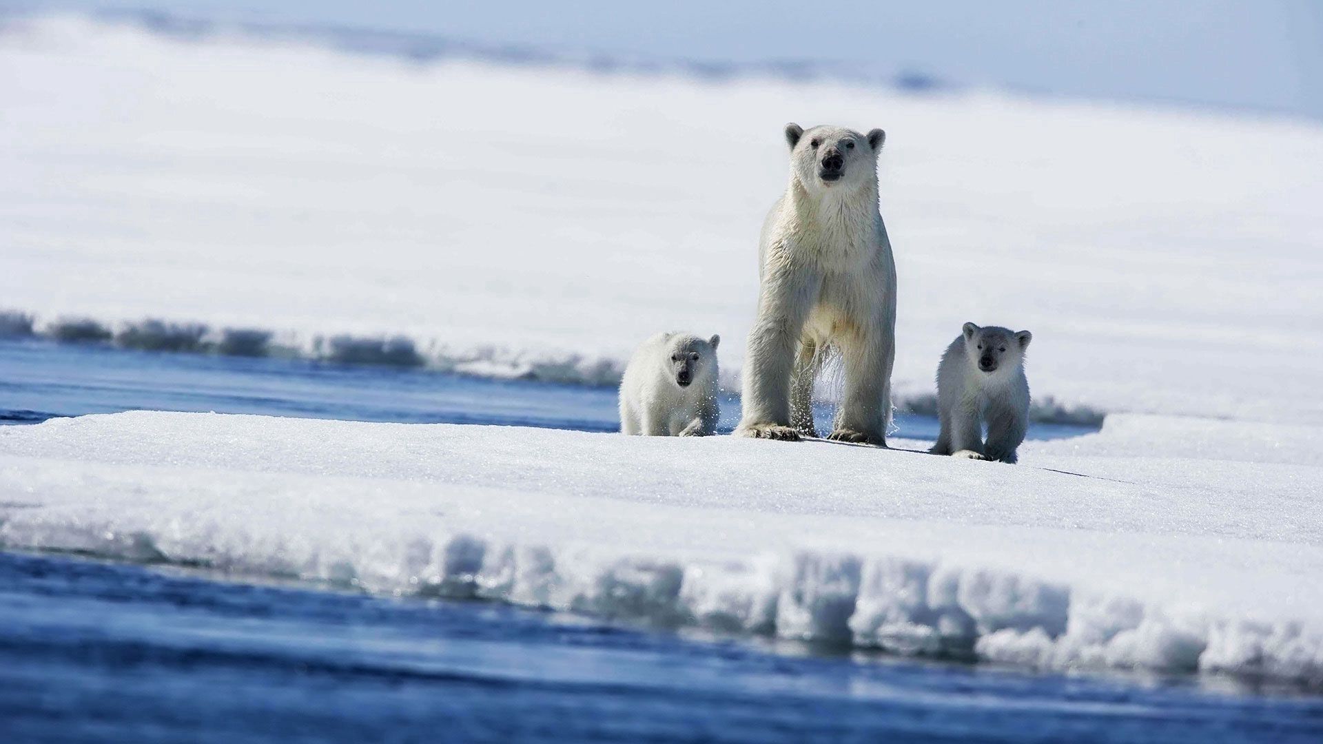 bears, ocean, snow, winter, spray