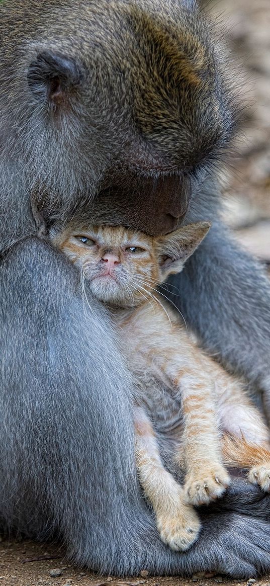 monkey, cat, friends