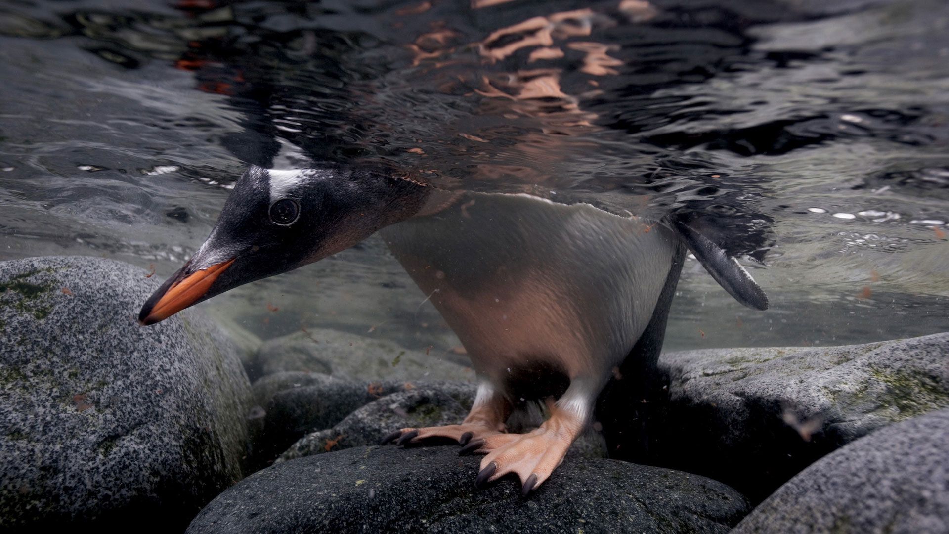 penguin, rocks, water, head, feet