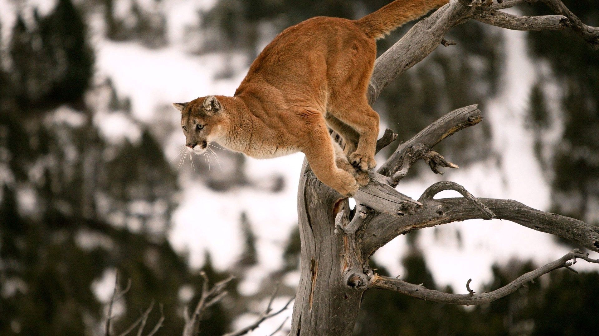 puma, branches, tree, blurred background, jump