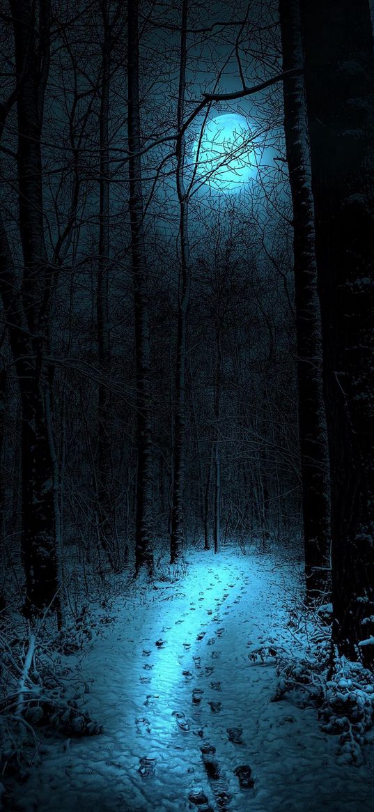 footprints, path, trees, forest, snow, winter, moon, night, nature