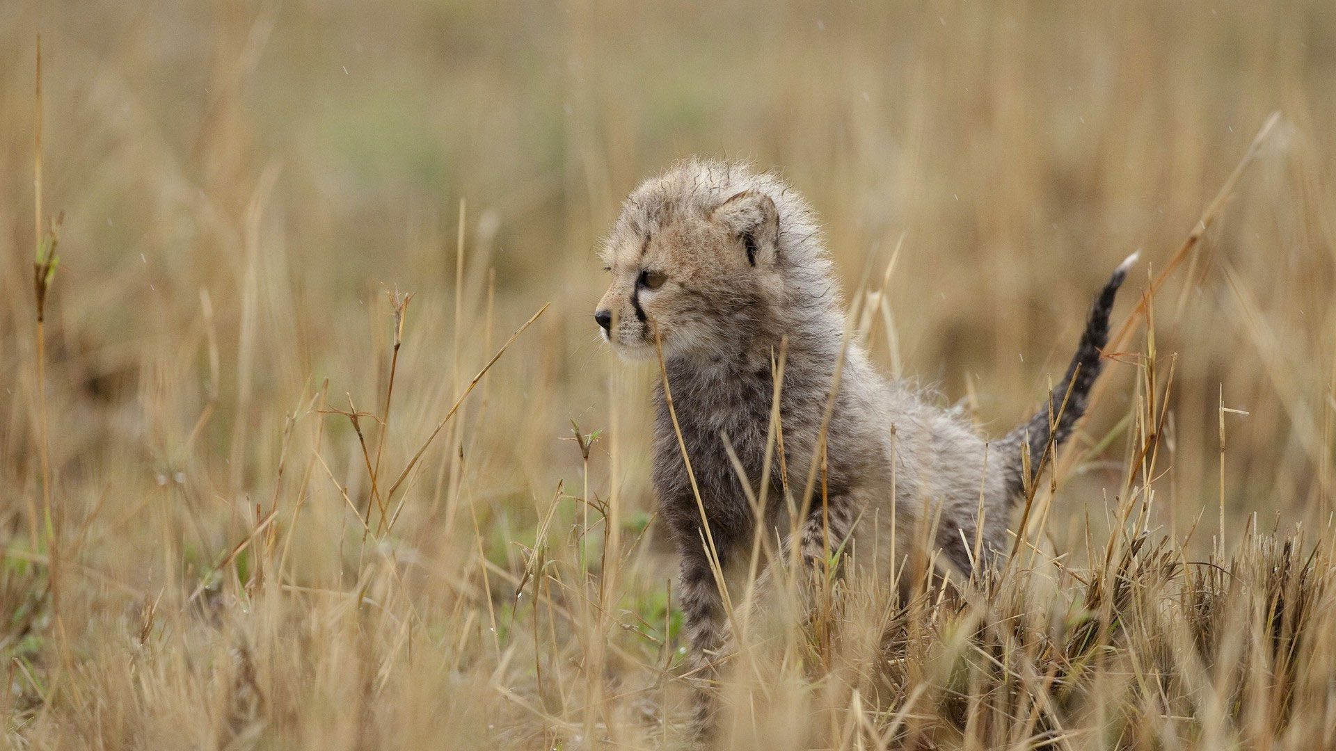 grass, cub, cheetah, tail, kitten