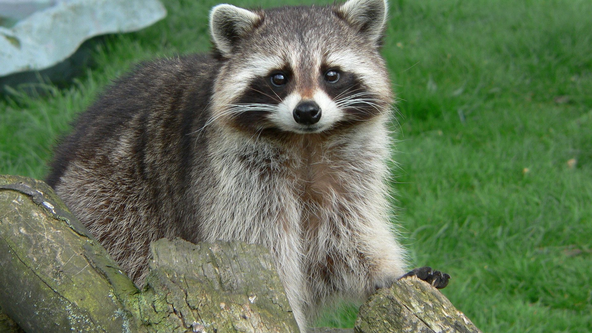 grass, muzzle, wool, snag, raccoon