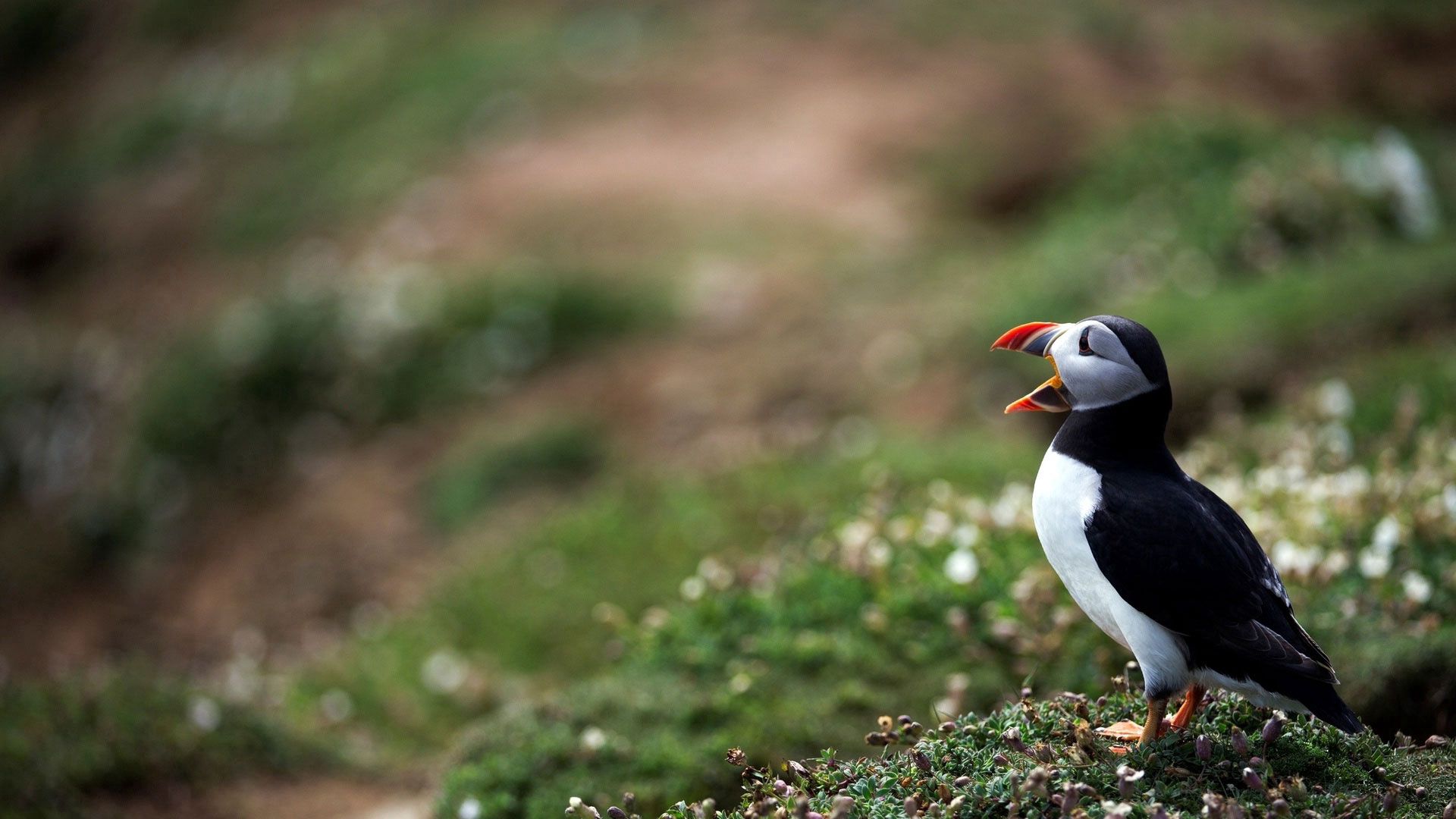 grass, bird, beak, atlantic, deadlock