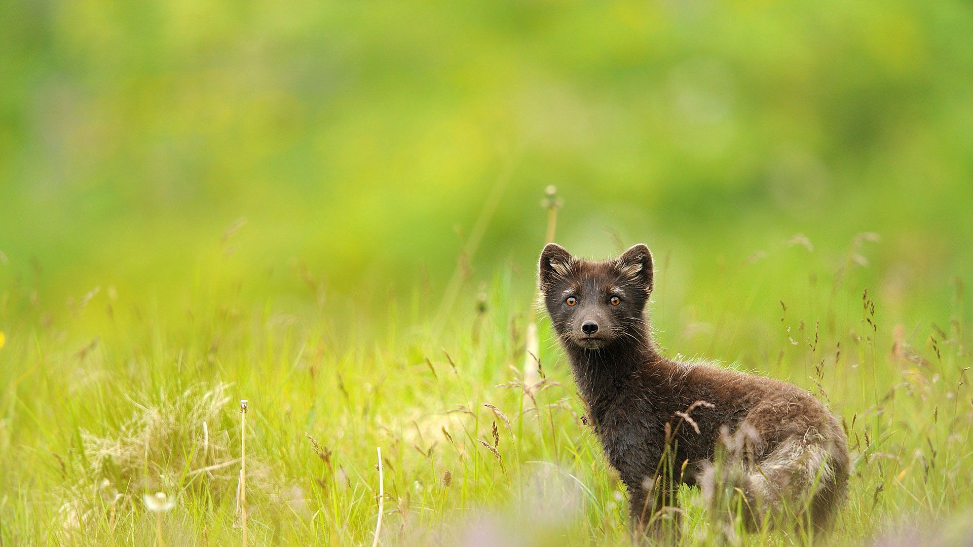 grass, field, dandelions, sable, eyes