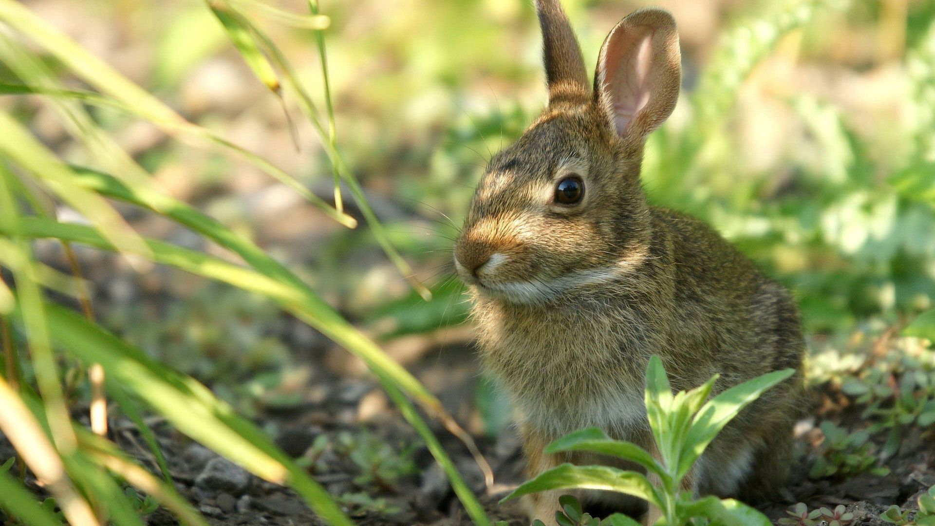 grass, shadow, ears, bunny, face