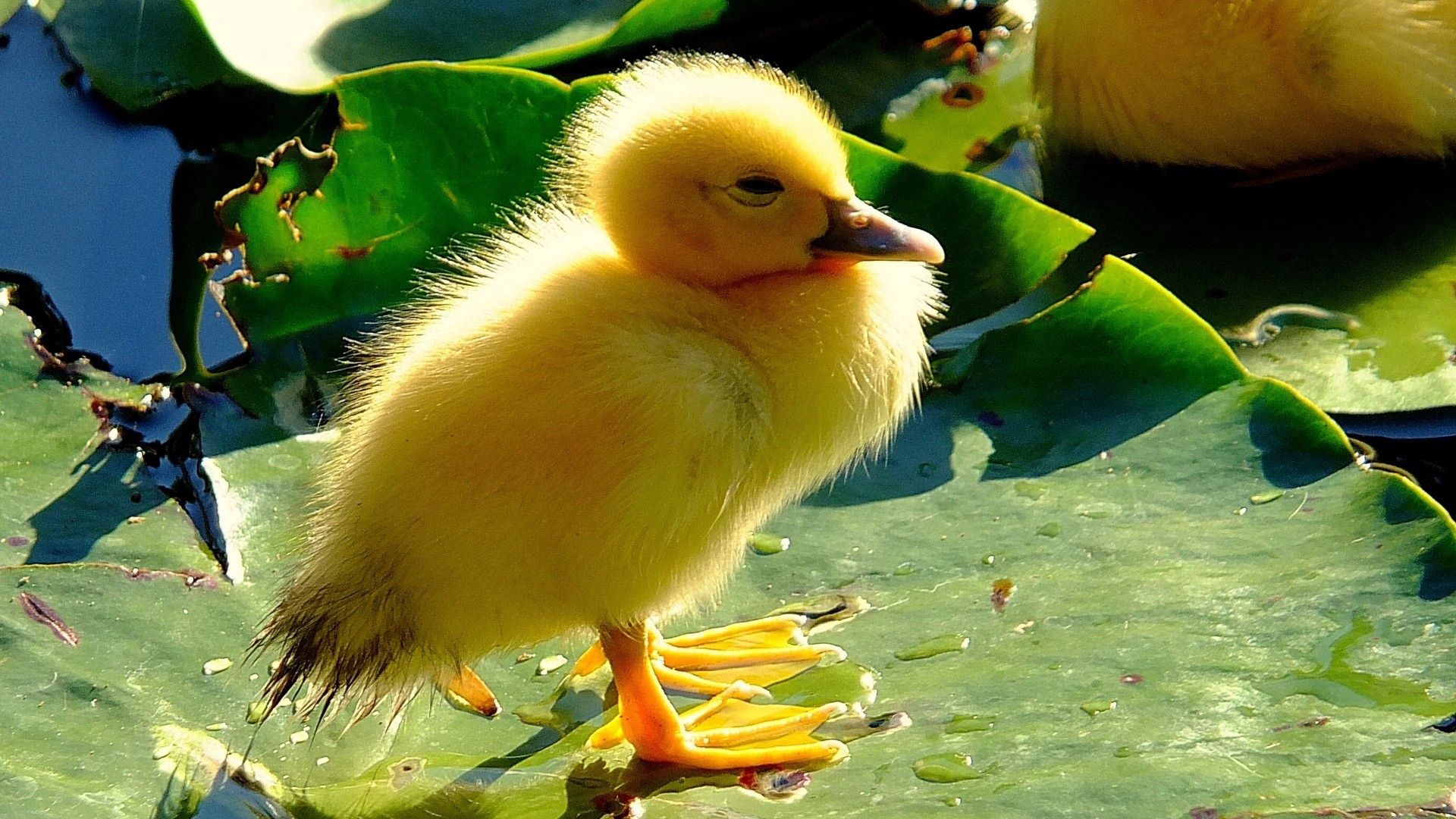 chicken, duck, beak, leaves