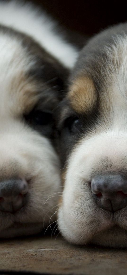 puppies, dogs, face, spotted