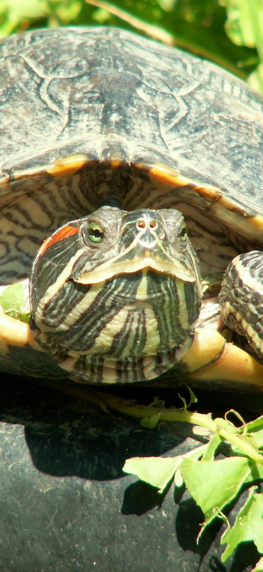 turtle, nature, greenery