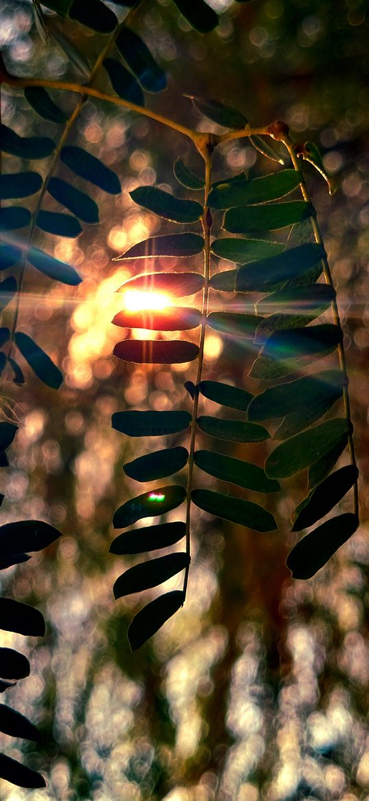 trees, branches, leaves, sunlight, sunset, blur