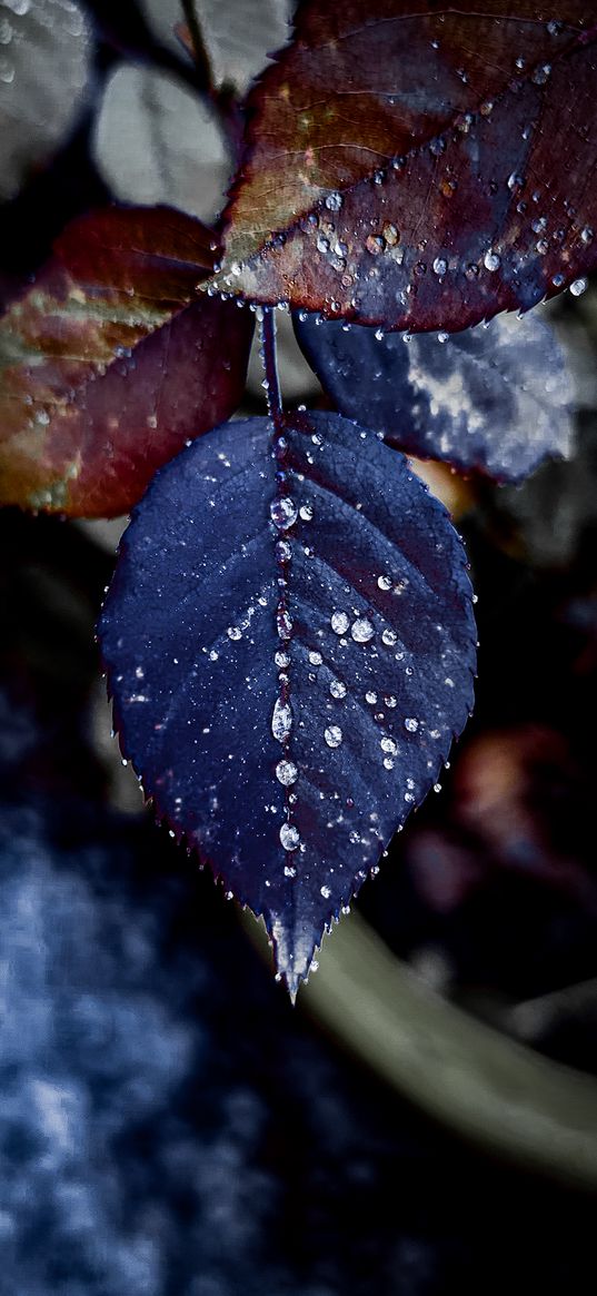 blue, leaf, drop, water drop, crystal, rose leaf, wall