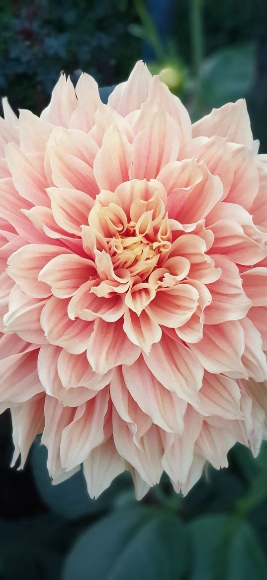 dahlia, flower, pink, petals, plant, nature