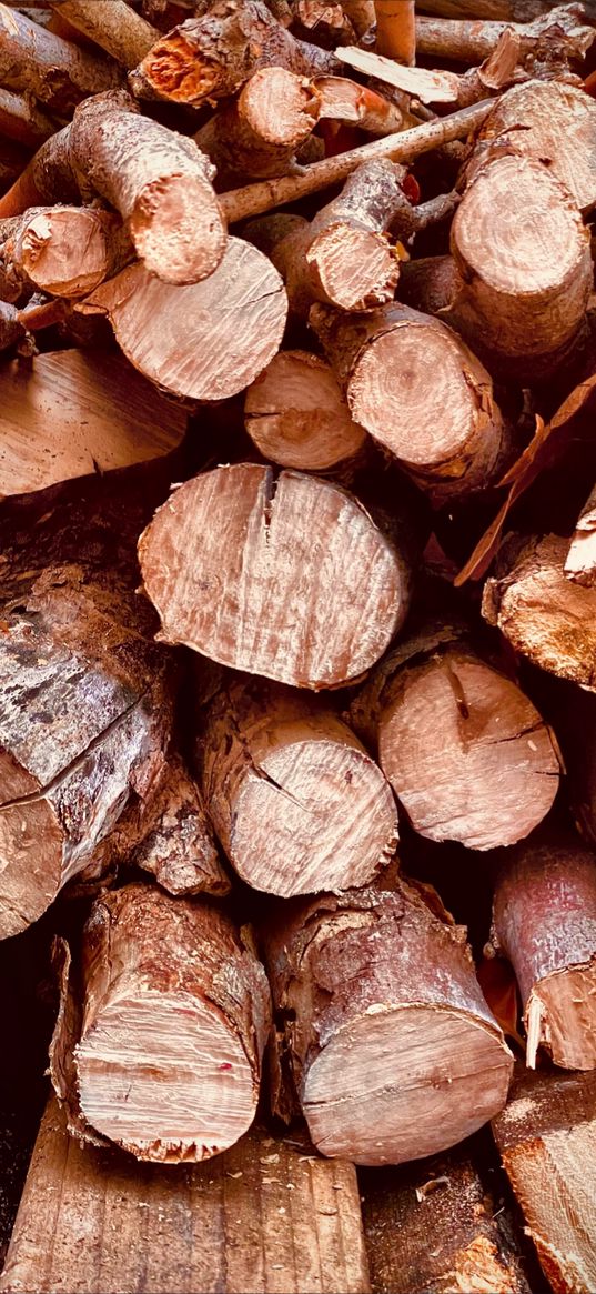 firewood, trees, sawn, autumn