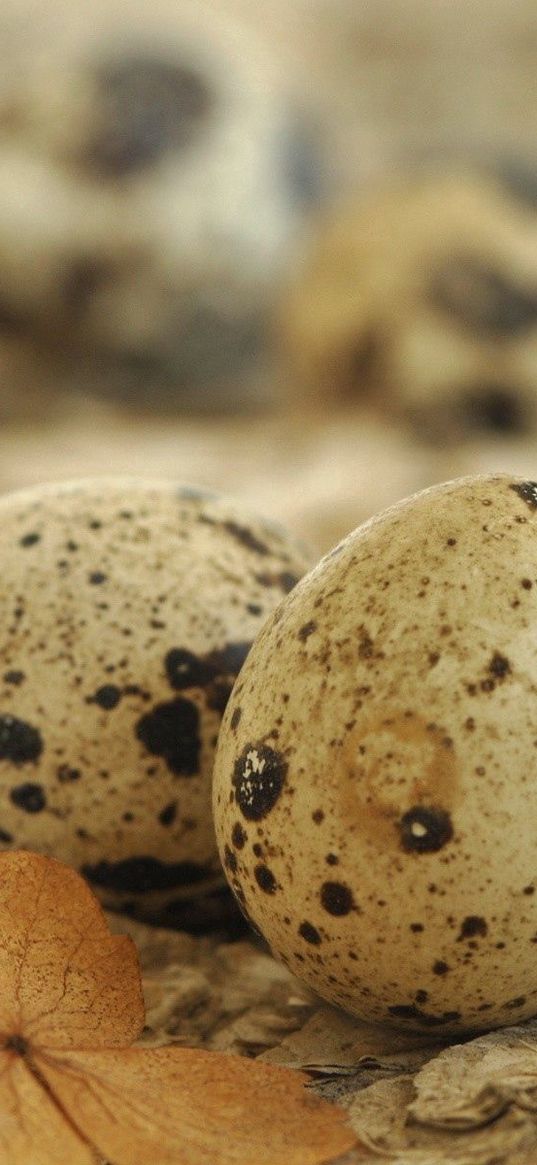 eggs, spotted quail, leaf