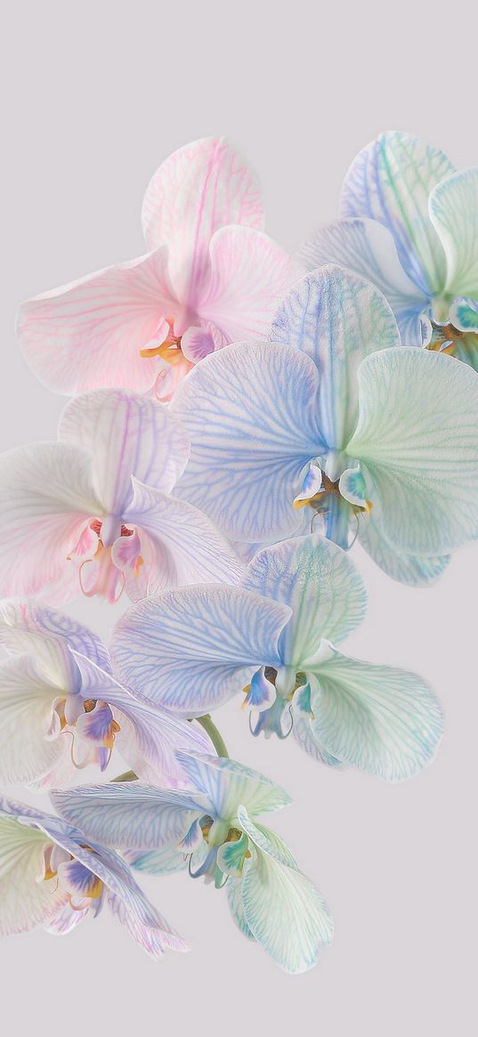 wallpaper, flowers, white, orchids