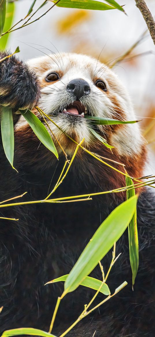 red panda, wildlife, animal, leaves, bamboo