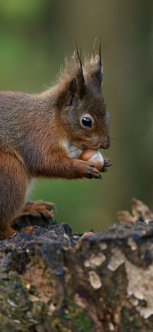 squirrel, nuts, bark, background