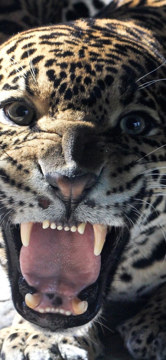 big cat, jaguar, grin, teeth, face, glance