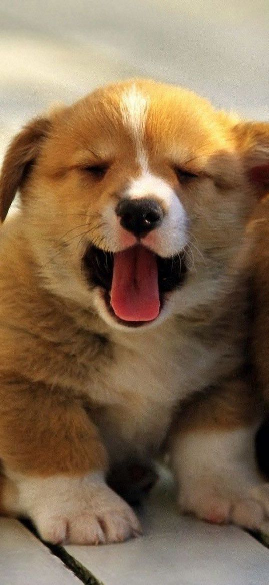 corgi, pembroke, dogs, puppies, background