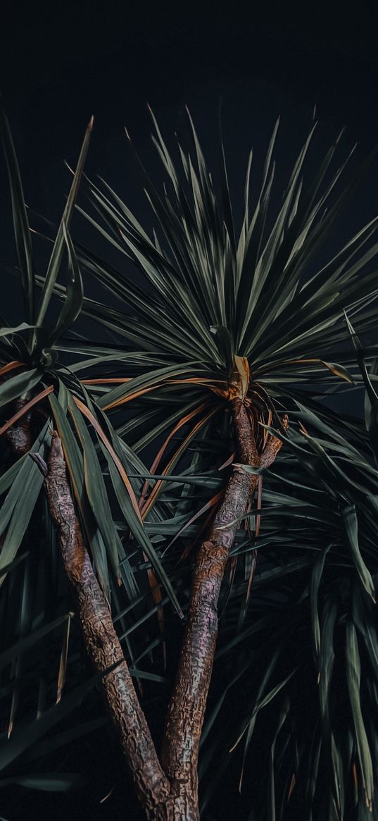 nature, palm tree, plants, night