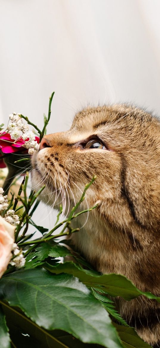 cat, flower, flowers, smell