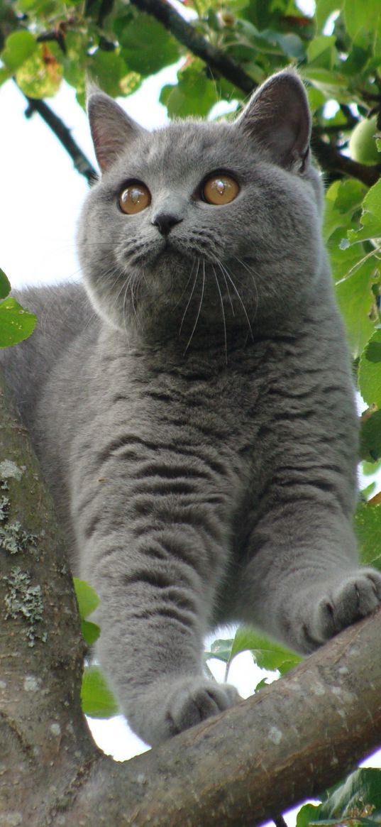 cat, twigs, leaves, sit