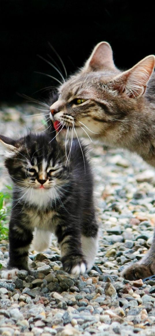 cat, kitten, stones, gravel