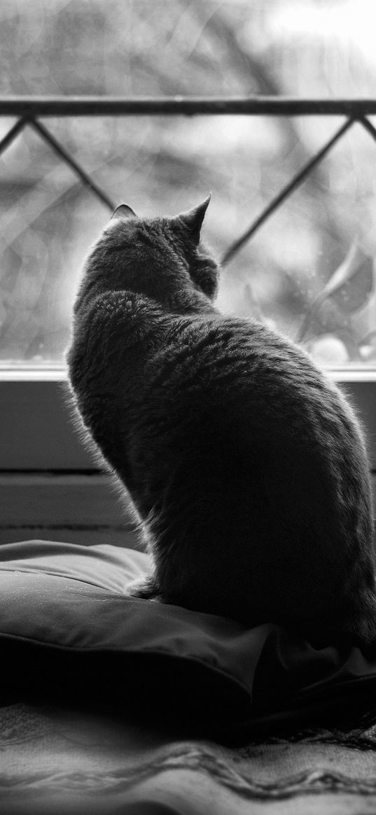 cat, pillows, sit, dark