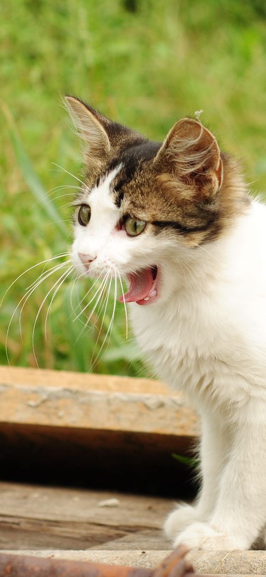 kitten, yawn, spotted, grass