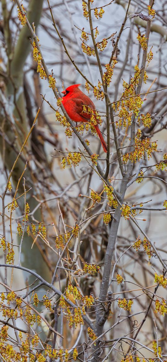 red cardinal, bird, branches, blur