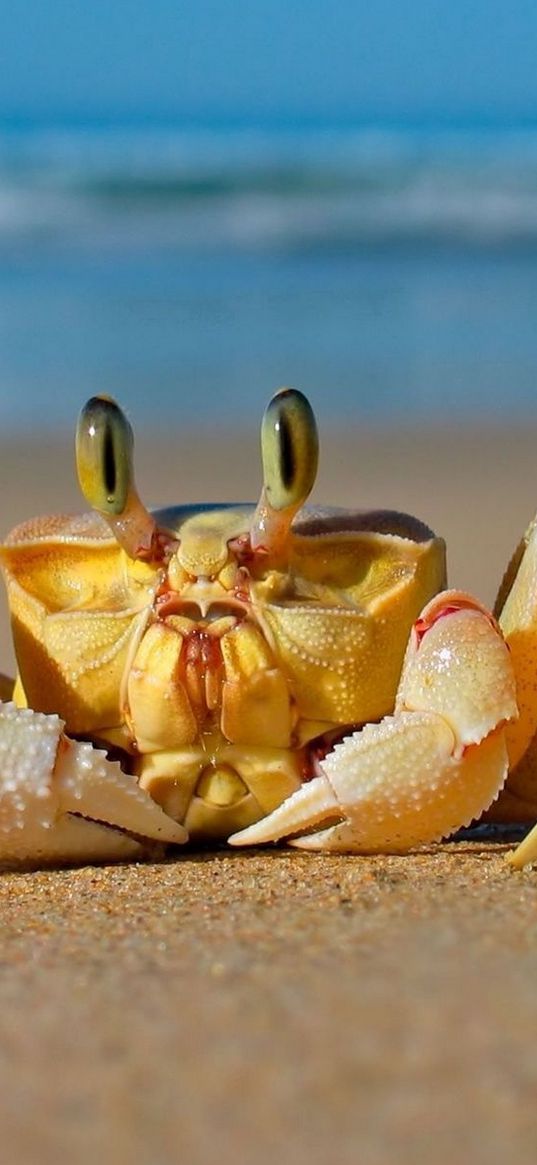 crab, sea, sand, beach