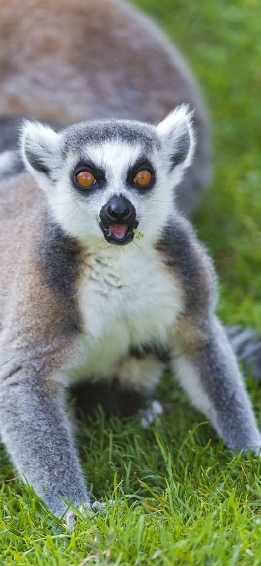 lemur, grass, screaming, surprise