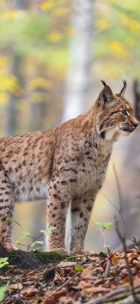 lynx, big cat, animal, predator, grass, forest