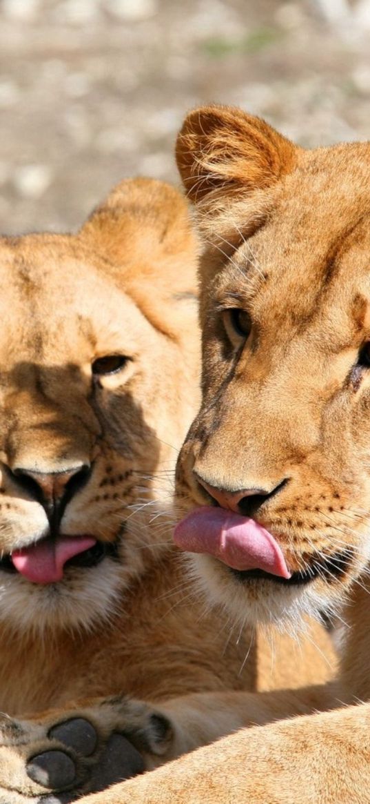 lions, lick, couple, face, predators