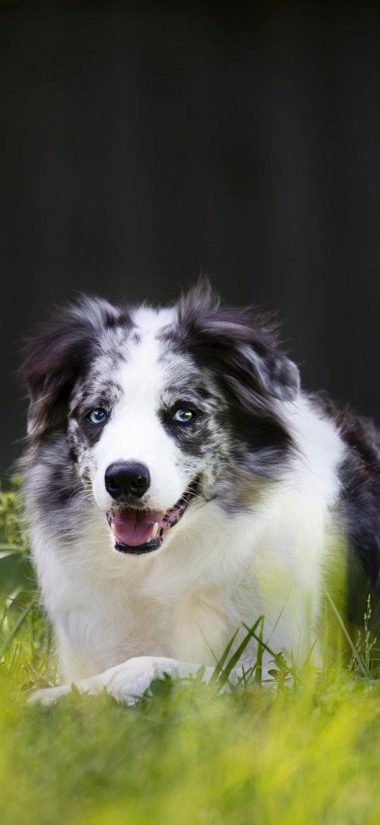 cumberland sheepdog, sheepdog, dog, pet, grass