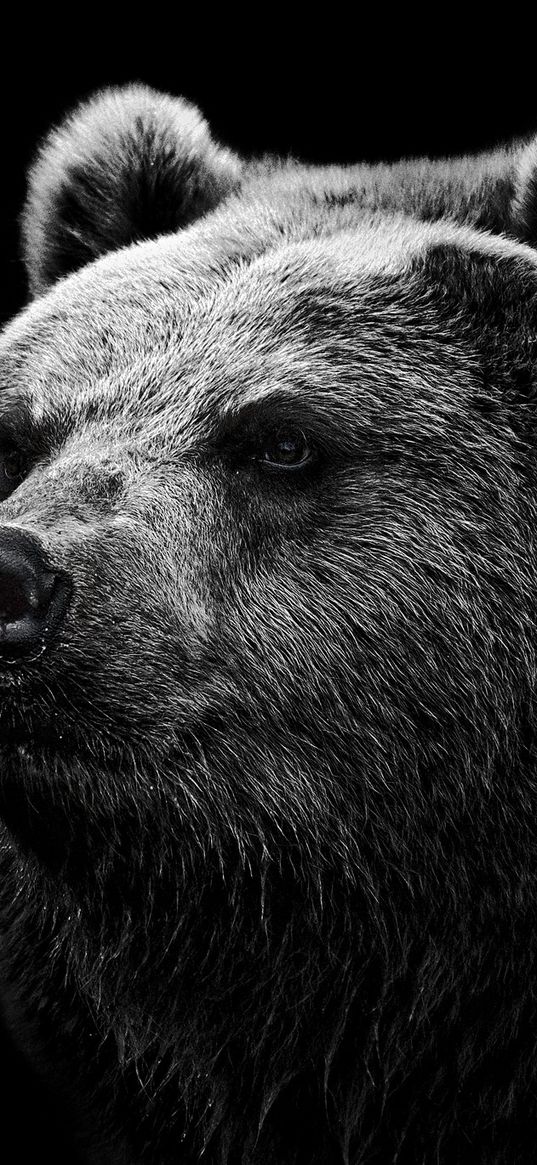 bear, grizzly bear, eyes, nose