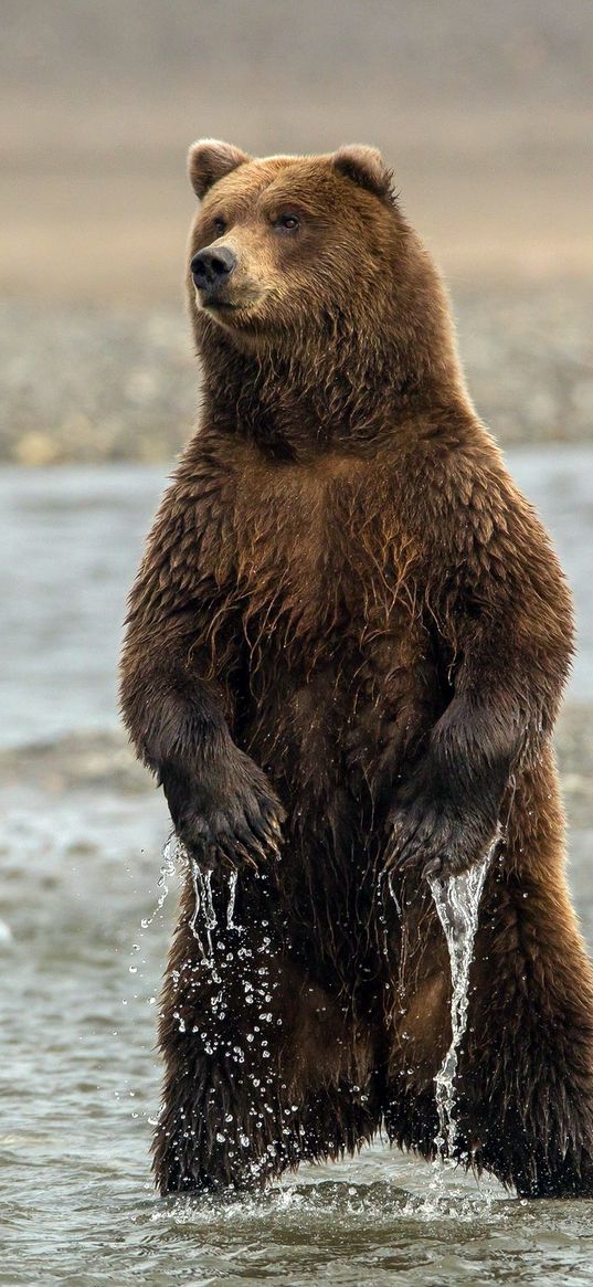 bear, stand, sea, wet