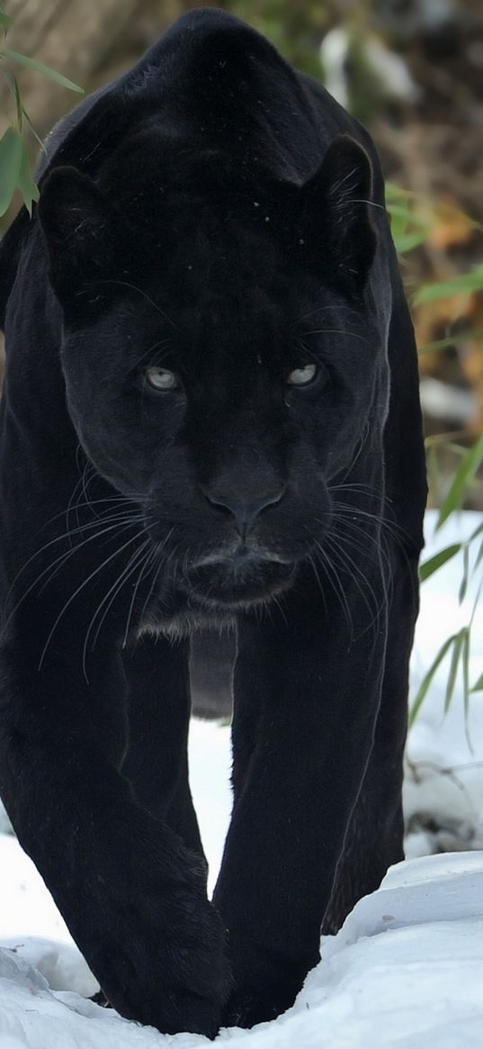 panther, walk, snow, winter, predator, big cat