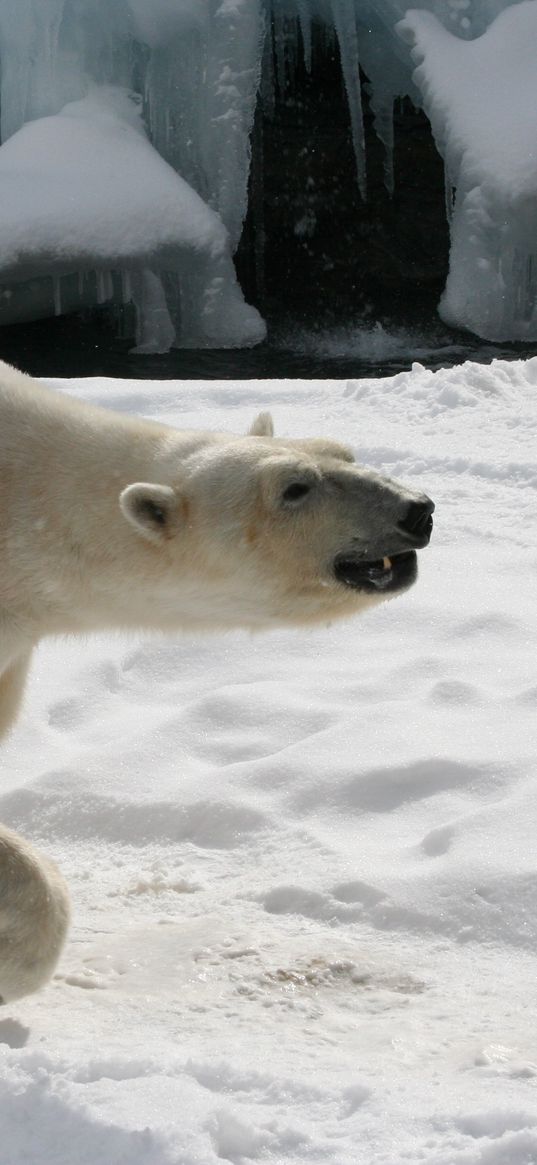 polar bear, snow, footprints