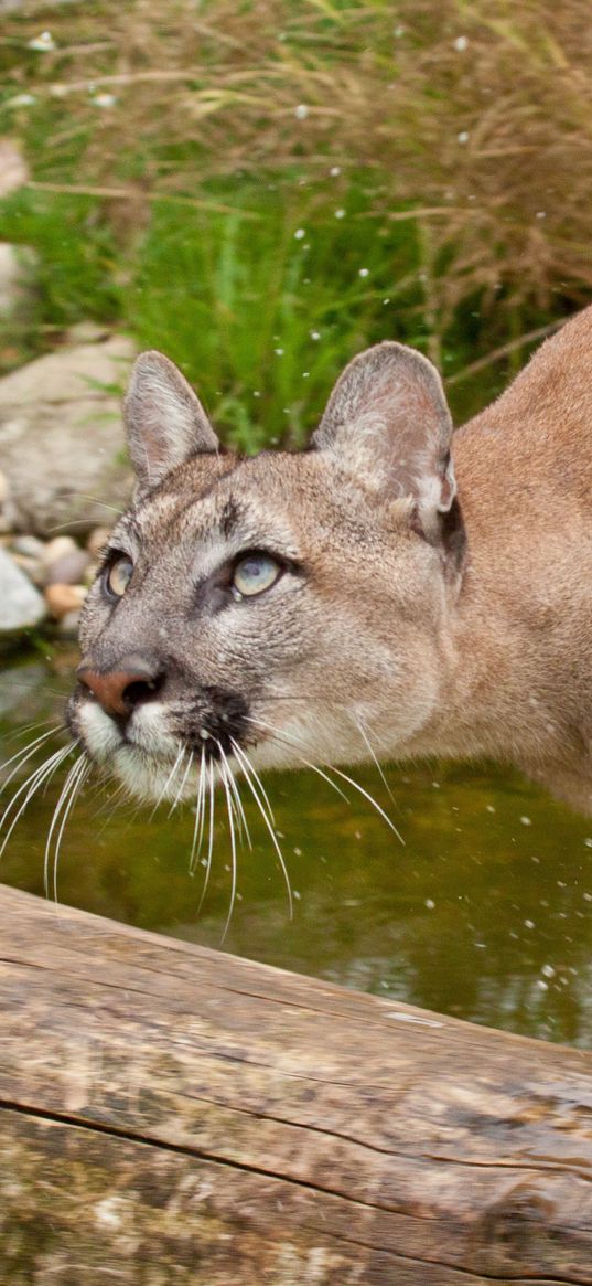 cougar, fear, attention, water, grass