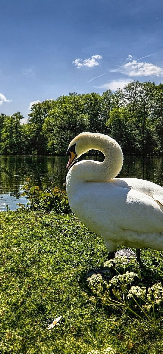 river, coast, goose, landscape