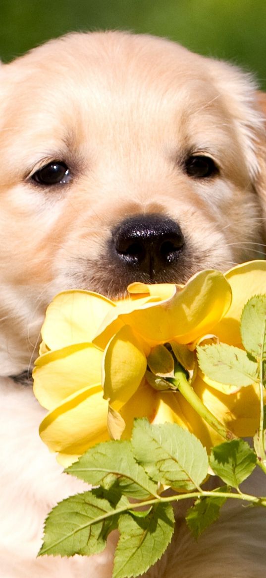 retriever, puppy, petals, flower