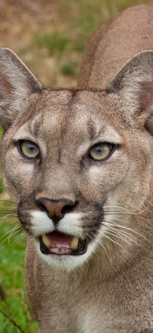 cougar, face, teeth